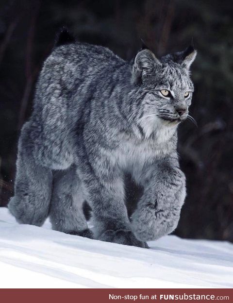 10% cat, 90% fluff... Hell yeah, it's a Canada Lynx!