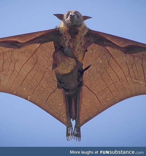 Indian Flying Fox and its cub