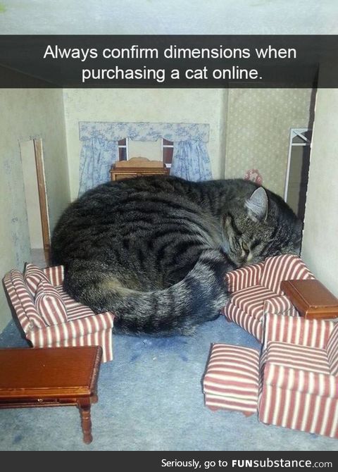 Always confirm dimensions when purchasing a cat online