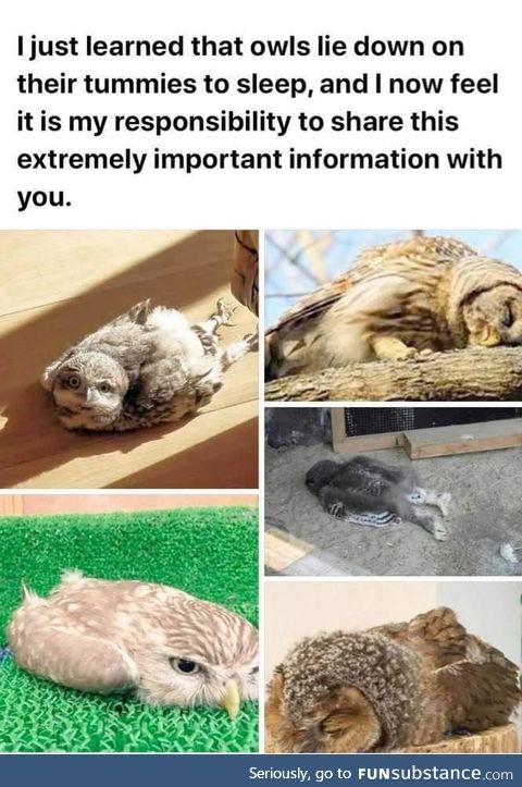 Sleep sweet, feather boys