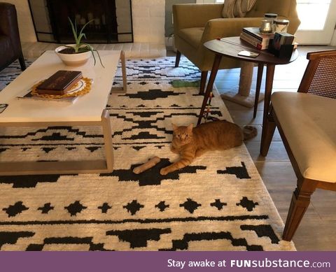 Damn cat nearly gave me a heart attack