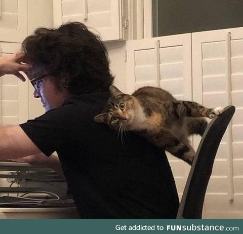 Spidercat