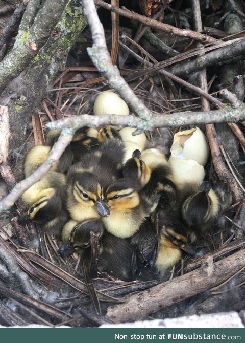 Duck made a nest in my fire pit, they finally hatched