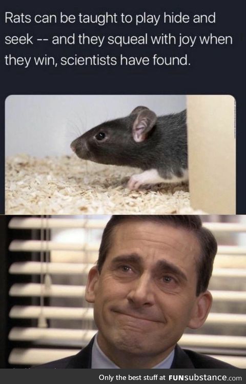 Rats Play Hide and Squeak
