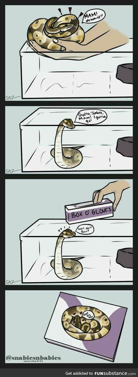 Cats and Sneks both Sits if they Fits