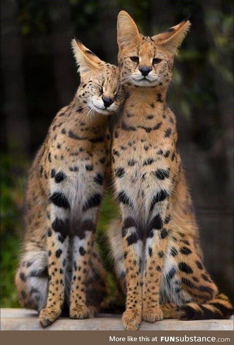 Affectionate serval couple