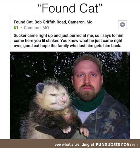 Missing cat has been found