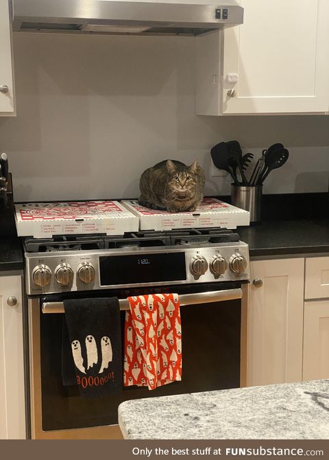 Dilly, the Protector of all that is Pizza