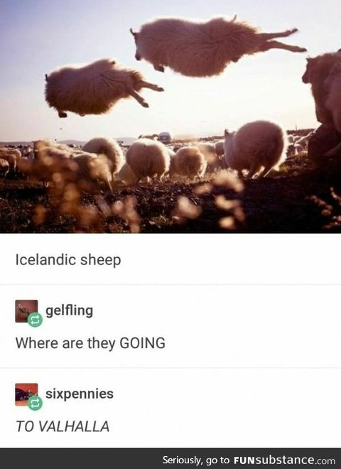 Icelandic Sheep