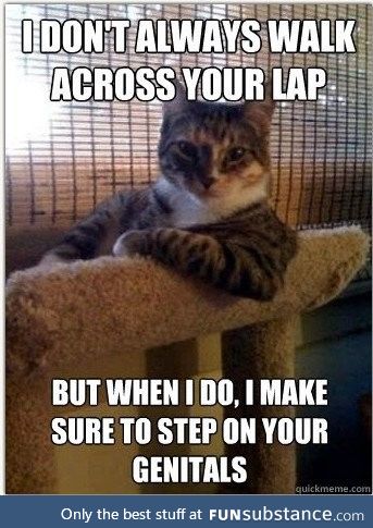 Meeo-ow!