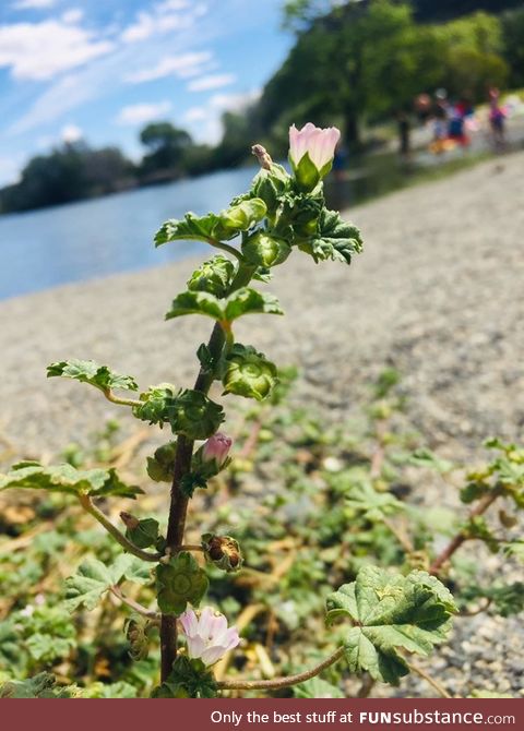 I am an 11 y/o and I like taking photos on my phone and this one is one of my favorites