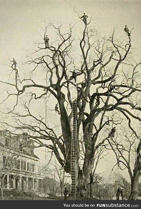 Men in Trees c. 1893