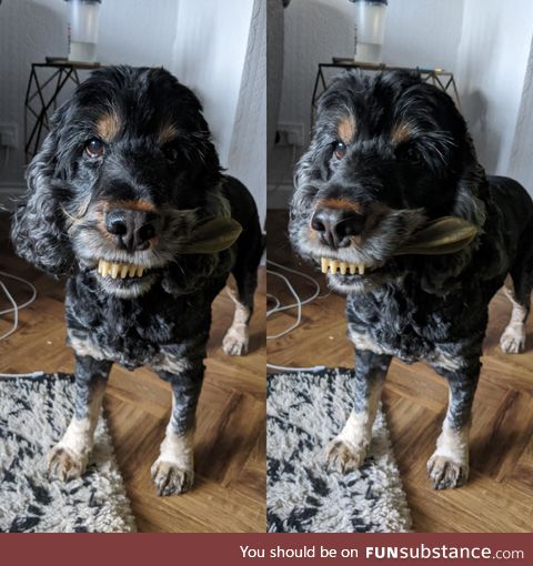 My dog was holding a chew in her mouth and it made it look like she has goofy teeth