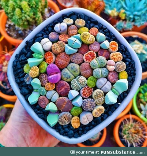 ???? Lithops, Succulents that resemble colorful rocks ????