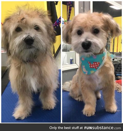 Before and after picture of my dogs first haircut