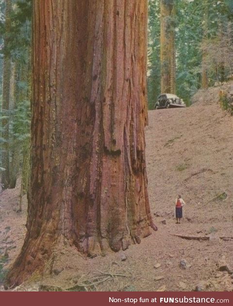 This is how big a redwood is