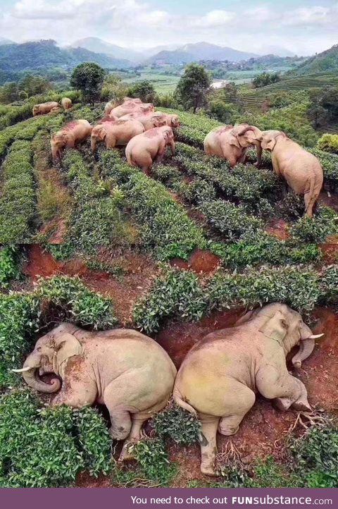 I had no clue elephants were such party animals