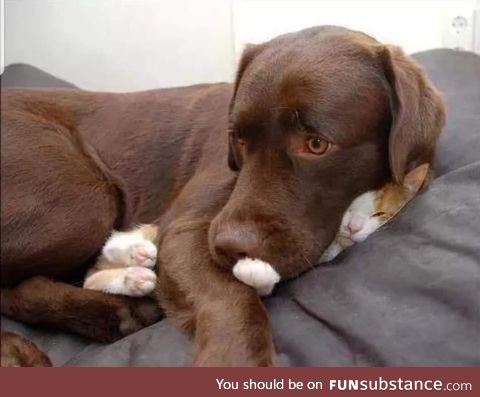 No I haven't seen the cat!