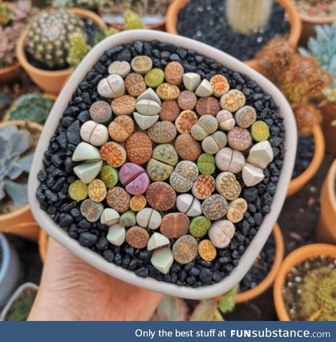 Lithops, living stones