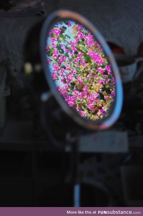 My girlfriend took this pic in her room. Reflection of bougainvillea flowers at her window