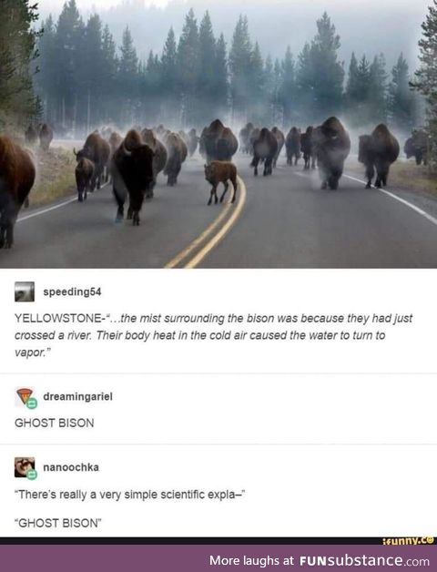 The Specter of bison