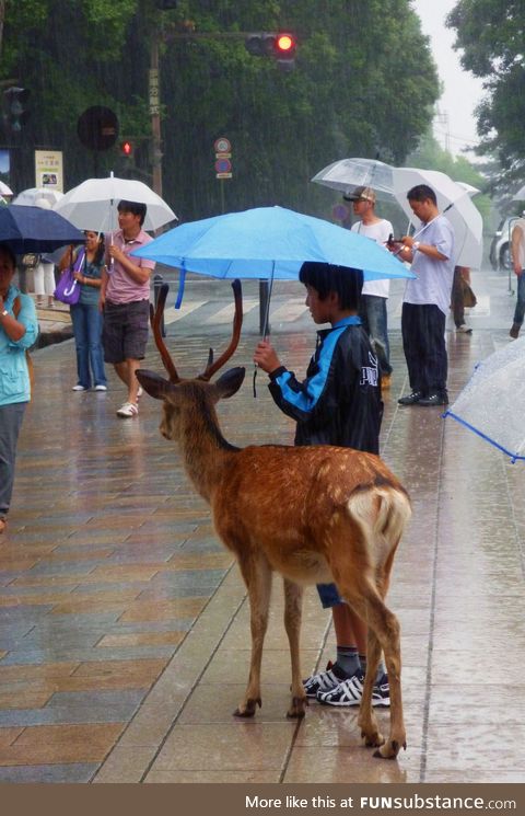 Share an umbrella with friends