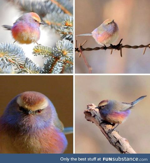 The beautiful, however unfriendly, white-browed tit-warbler