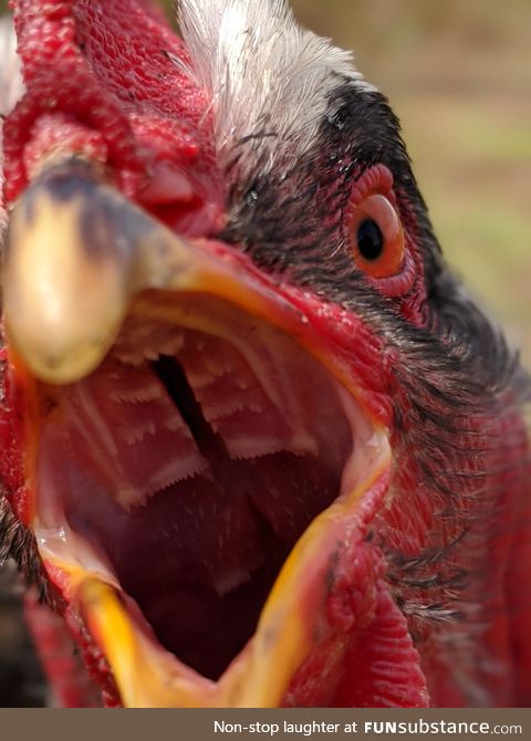 In case you were curious about the inside of a chickens mouth