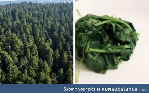 How much spinach I start cooking with vs how much I end up with