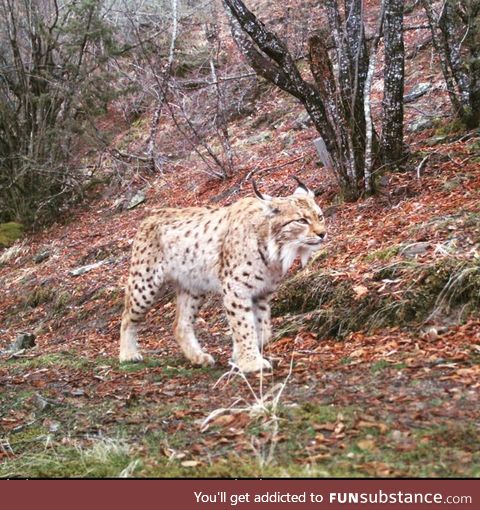 Beautiful picture of rare endangered Balkan Lynx in National Park Mavrovo in N. Macedonia
