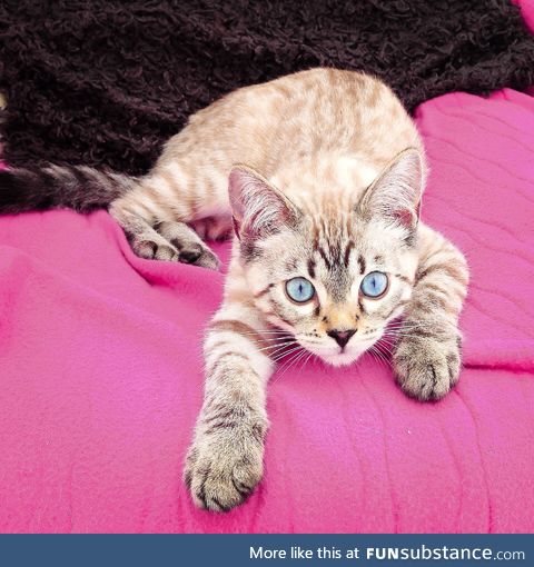  meet Kratos, my snow Bengal kitten