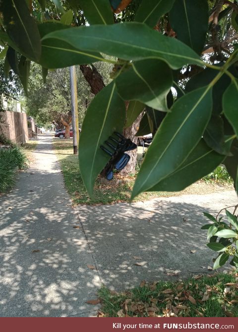 Saw this weird bug on my way to home. Australian wildlife I guess