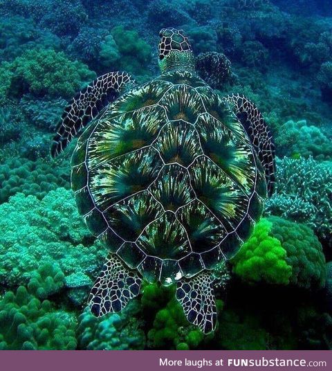 A green sea turtle born with beautiful camoflague