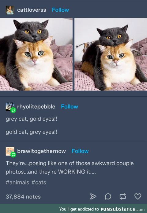 Gold cat, grey cat