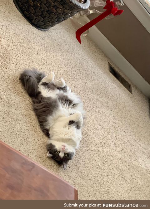 A picture of my cat Charlee she is 18 and very fluffy
