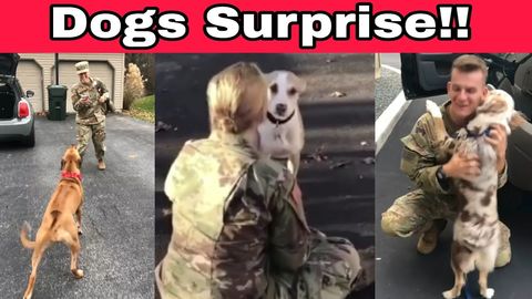 Dogs Welcoming Soldiers Home