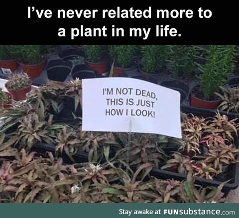 Pretty sure that's just a pic of me  (Relating to a plant)