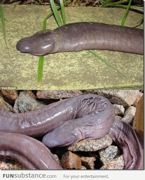 New Snake Species : DAFUQ did i just see