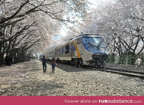 It's been said cherry blossom petals fall at 5 cm per second