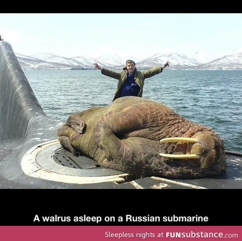 Sleeping walrus