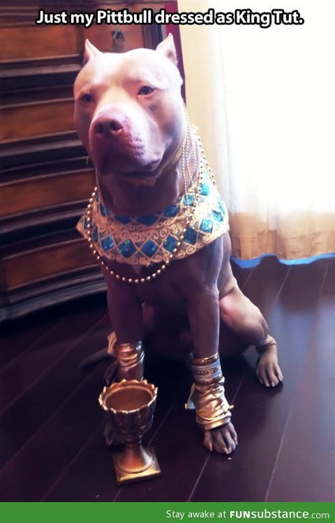 Egyptian dog