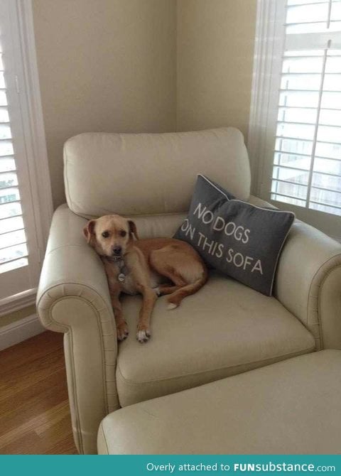 Apparently our dog is illiterate