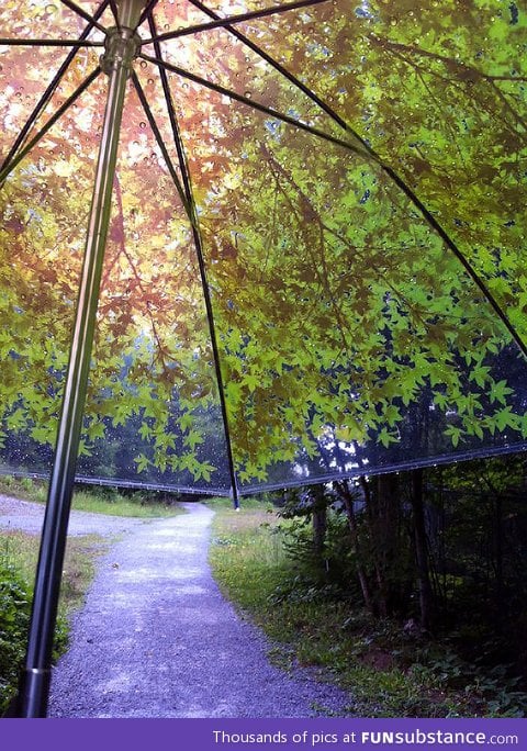 I bought a new umbrella and went for a walk