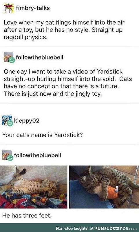 Cats, Yardsticks, and Ragdoll Physics