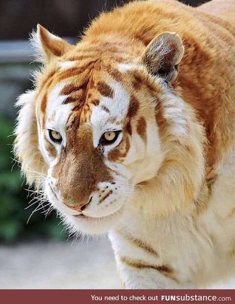 Majestic Golden Tiger (rare and endangered - fewer than 30 left on earth)