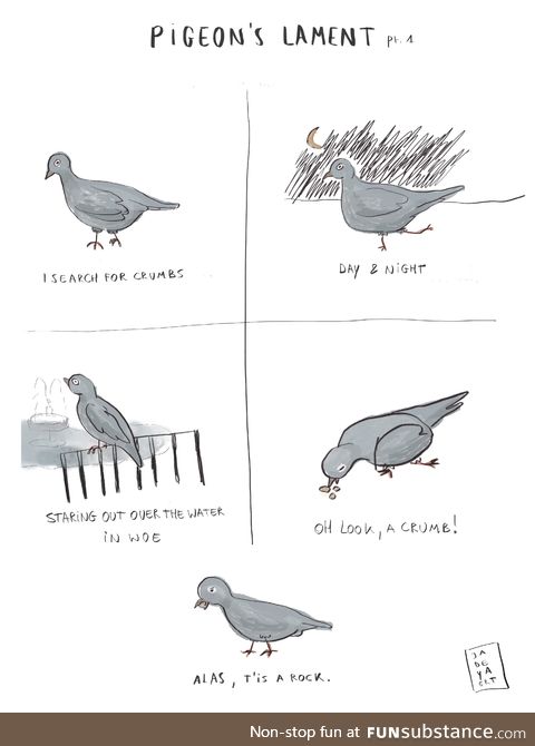 The pigeon’s lament