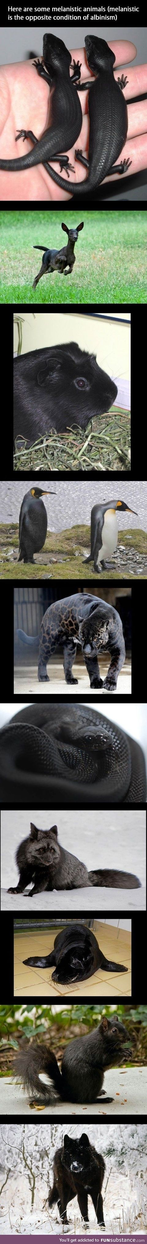 Melanistic