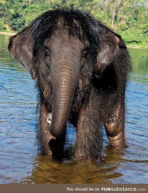 Elephants with hairdos