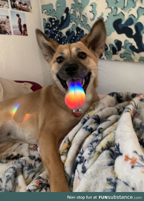 My son’s dog with a prism refraction on its tongue