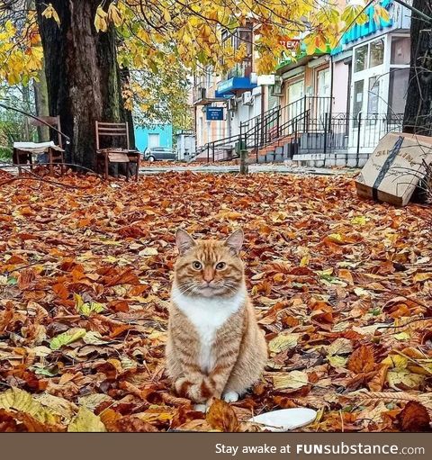 This kitter was built for Autumn